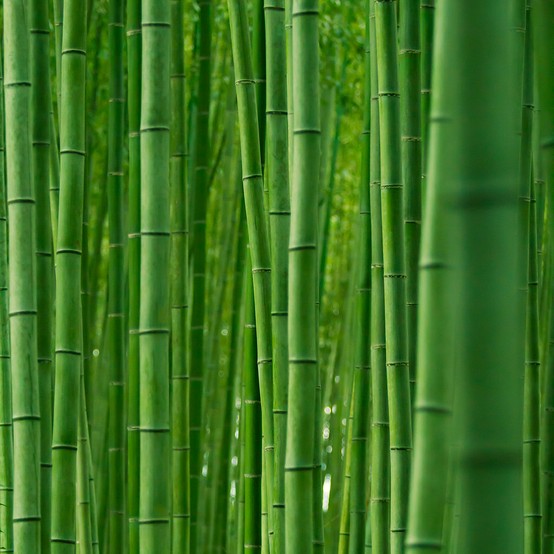 Photo:  Bamboo Forest of Sagano